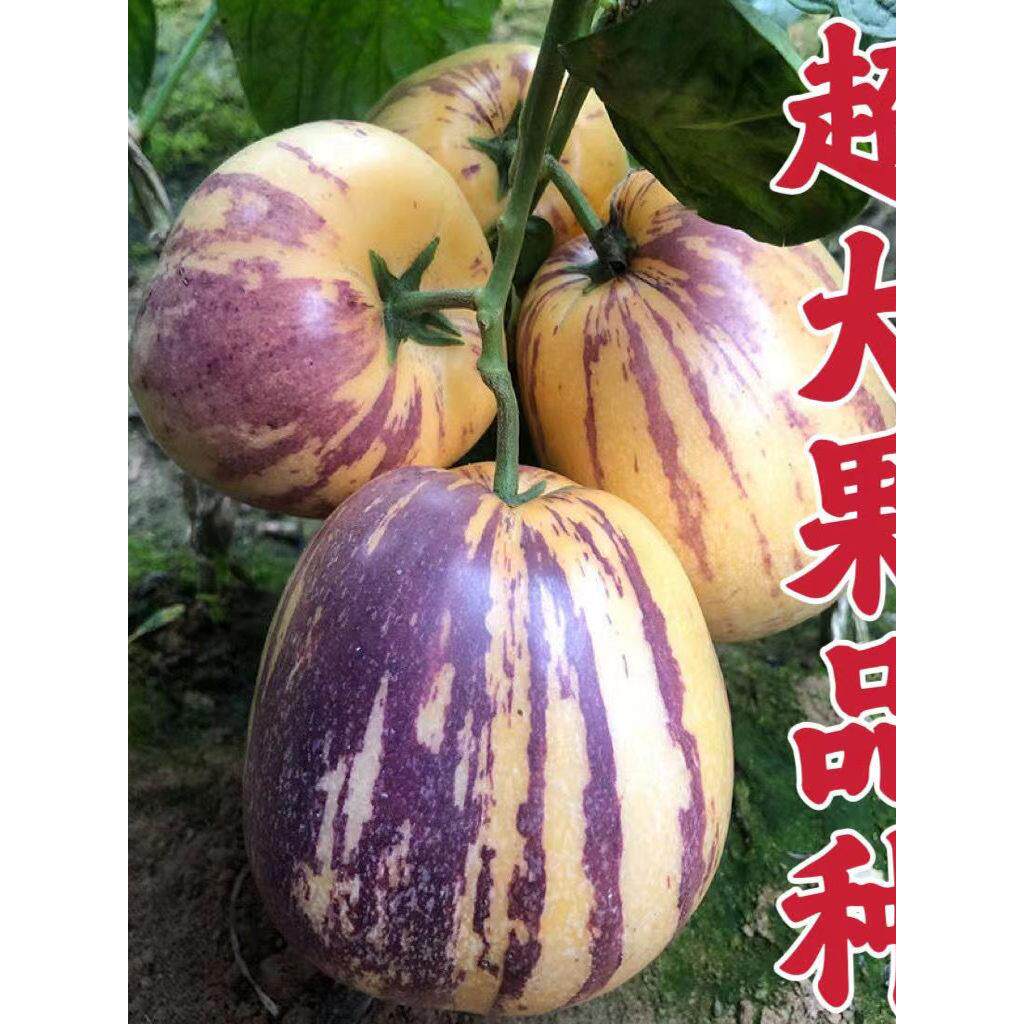 人参果树苗当年结四季阳台