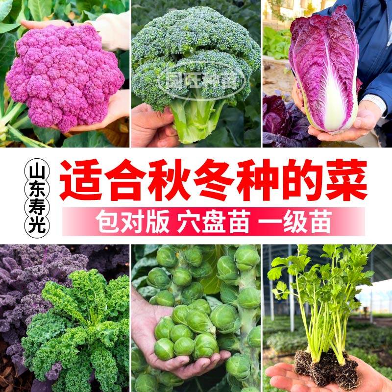适合秋冬季种的菜苗秧白羽