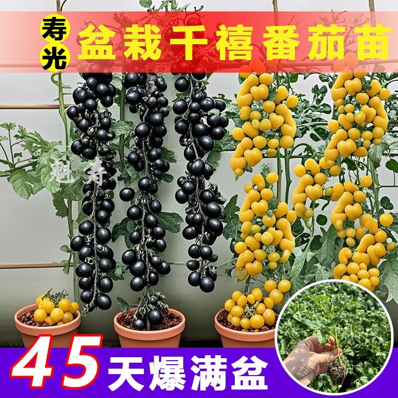 山东寿光各种番茄苗秧大全