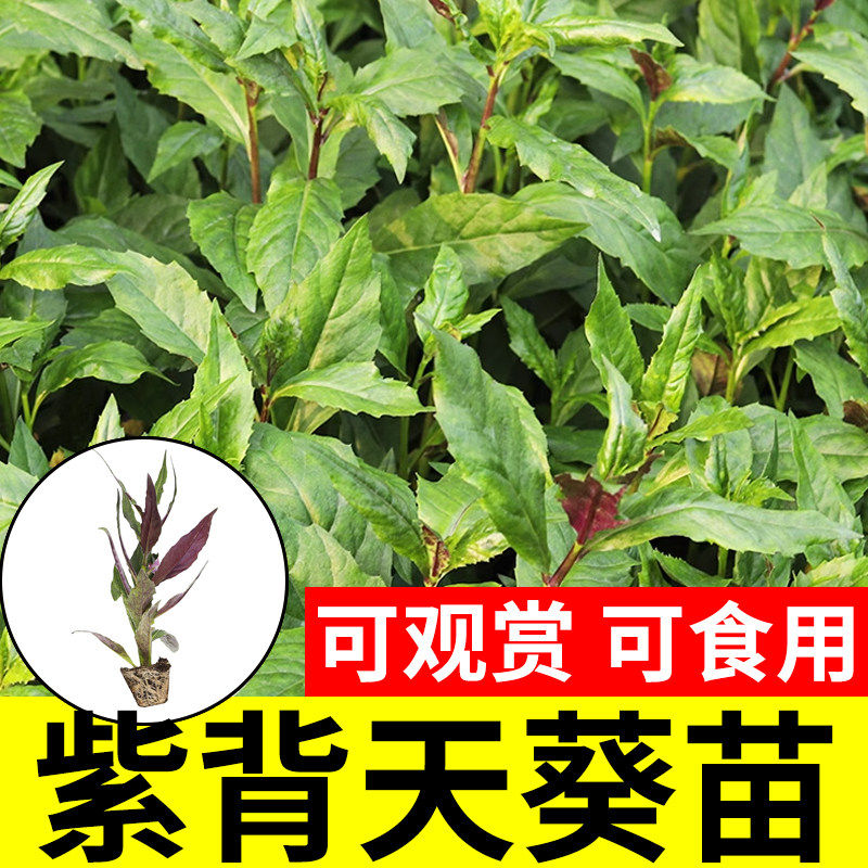 紫背天葵种子籽苗红菜四季