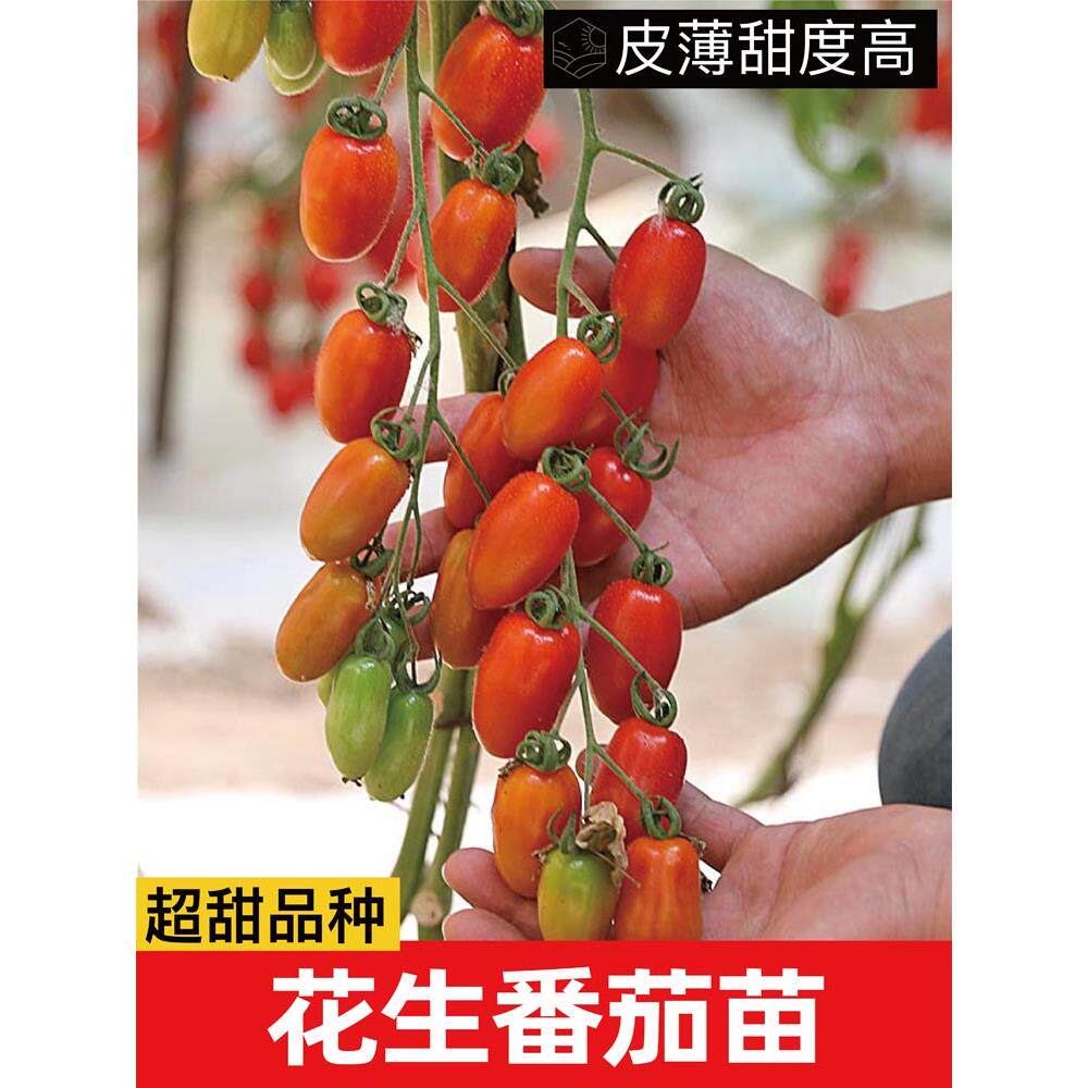红黄花生樱桃番茄秧苗柿子种千禧丹东409小番茄种籽阳台盆栽采摘