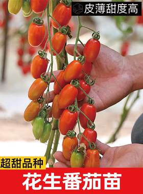 红黄花生樱桃番茄秧苗柿子