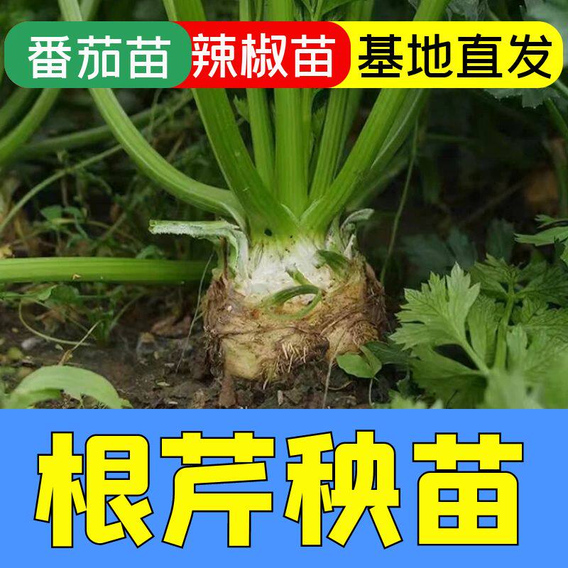 山东根芹苗秧带土球四季春