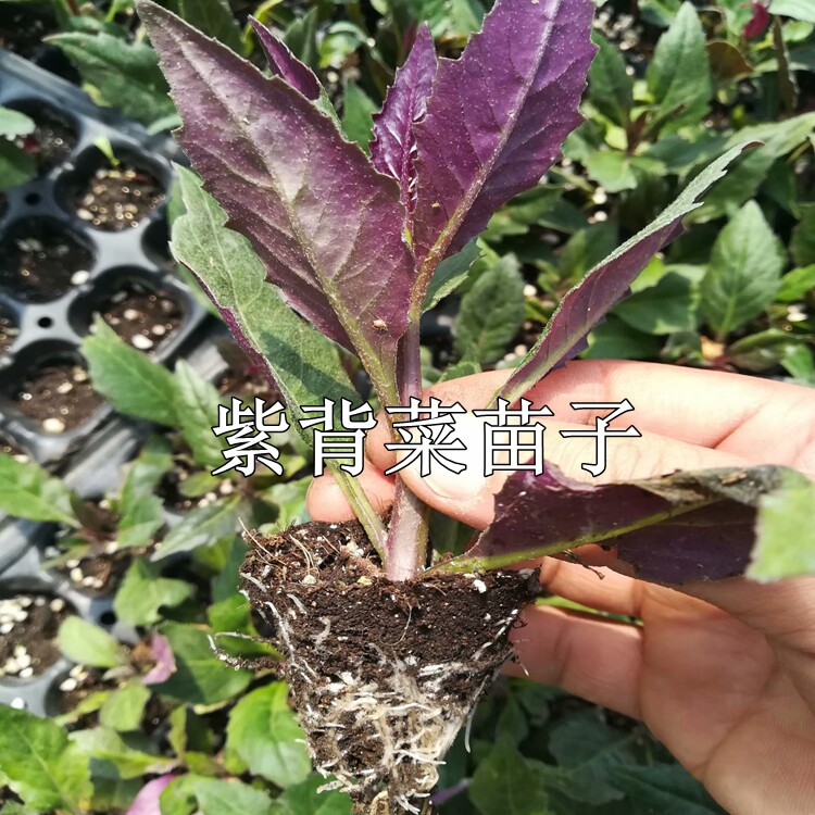 紫背菜苗天葵蔬种子观音