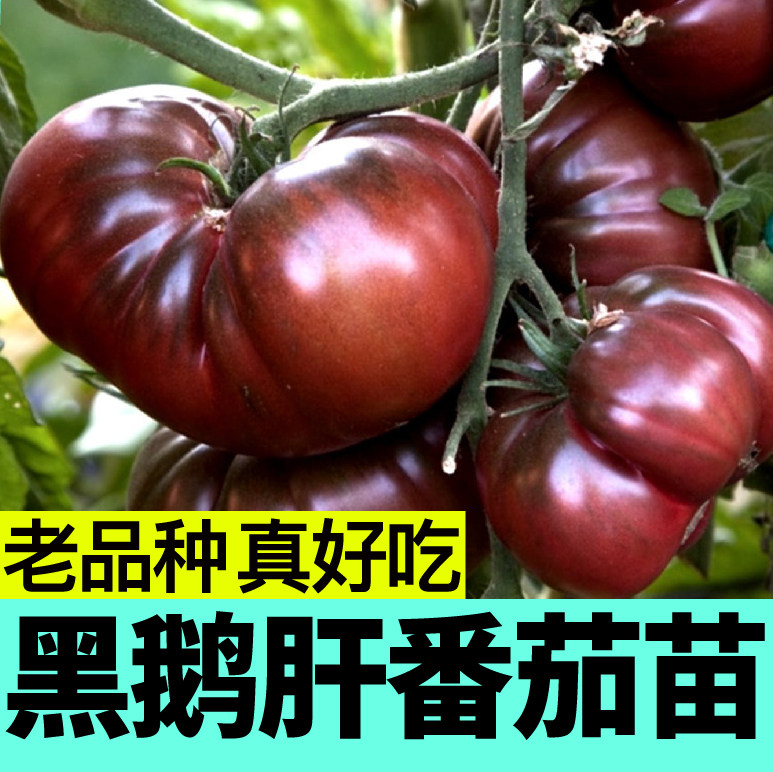 老品种黑鹅肝番茄苗秧马蹄