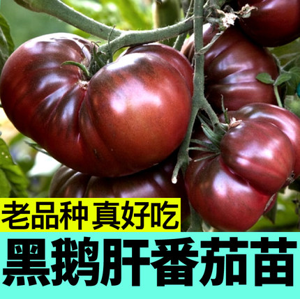 老品种黑鹅肝番茄苗秧马蹄丑柿子西红柿种子春四季阳台盆栽蔬菜苗