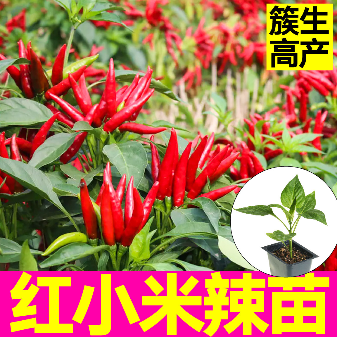 山东寿光特辣红小米椒苗秧