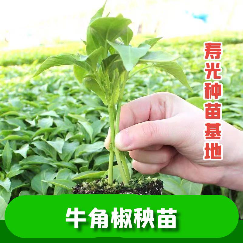 特大牛角椒秧苗四季高产苗子