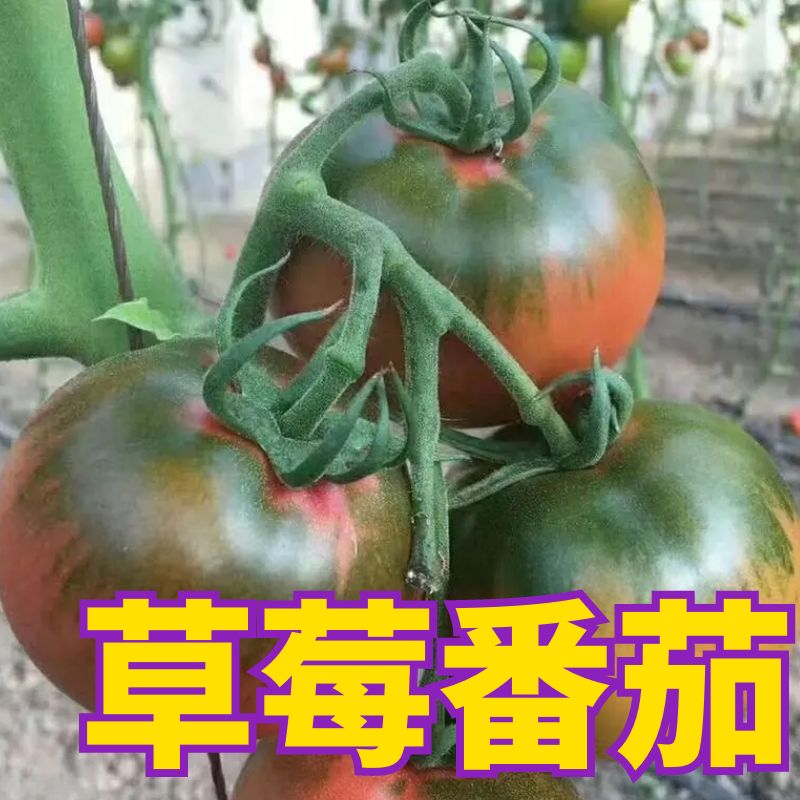 铁皮草莓柿子苗籽大全四季