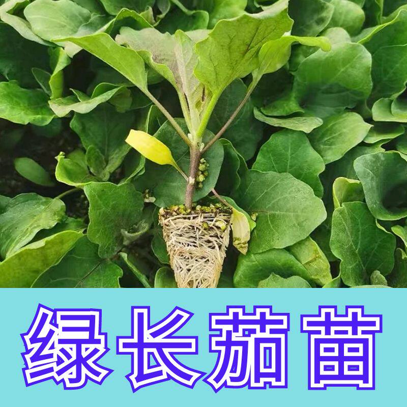 正宗高产四季苗子阳台盆栽苗