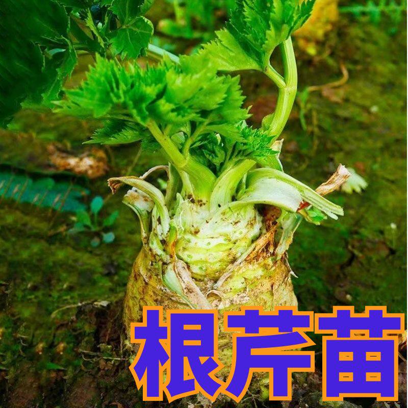 根芹菜苗秧带土洋子皇后西