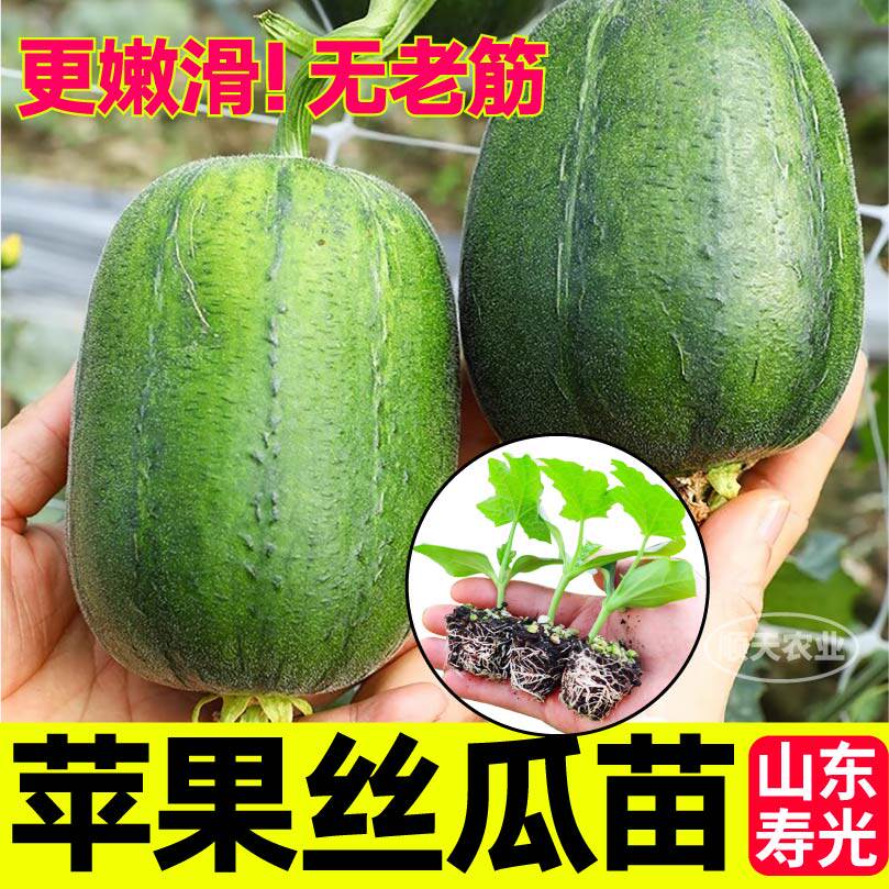 山东寿光苹果丝瓜苗秧四季