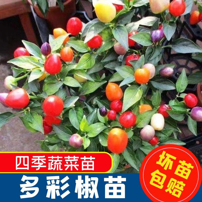 五彩椒秧子七辣种苗四季朝