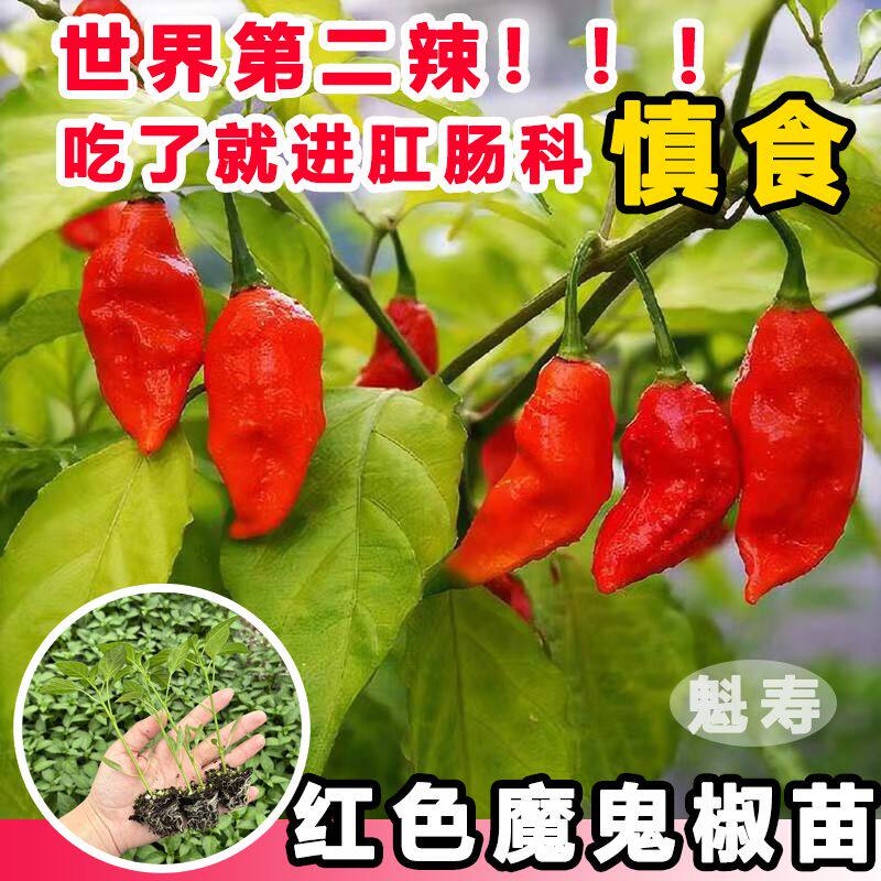 印度爆辣红黄魔鬼椒苗秧断