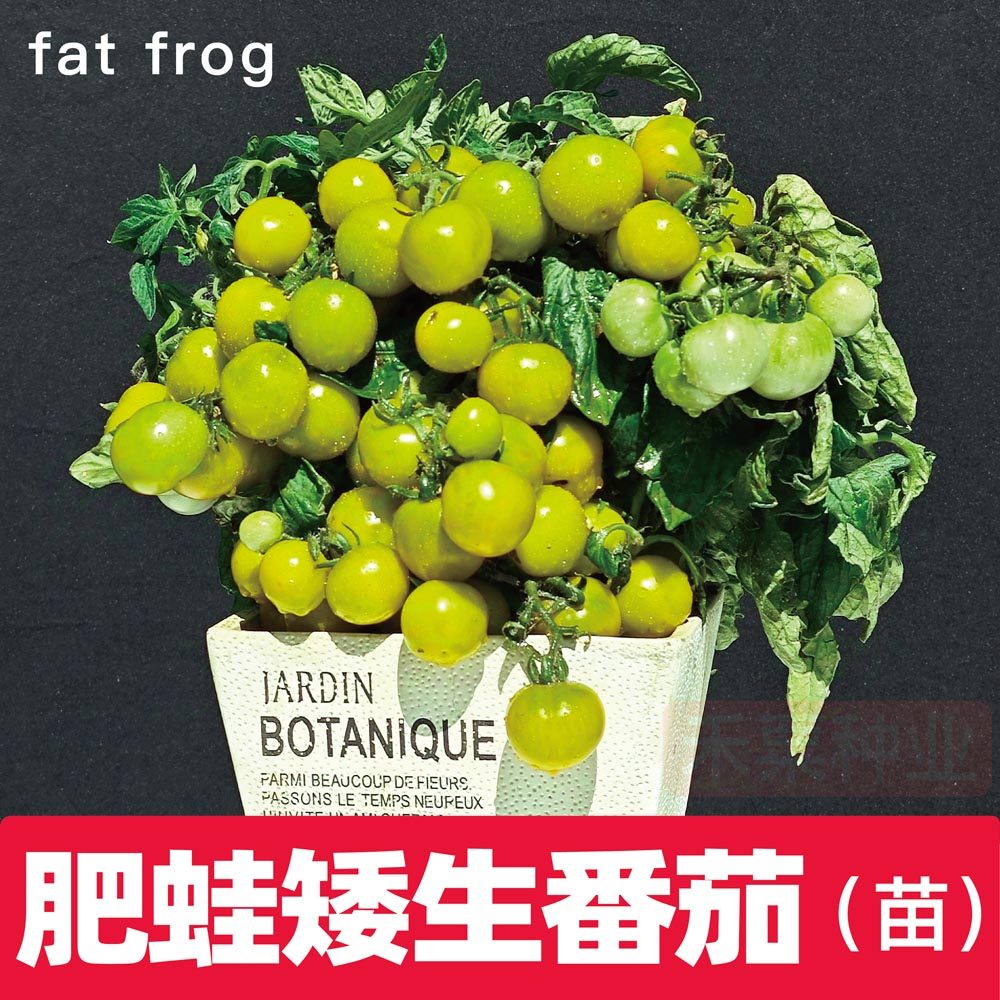 矮生肥蛙番茄秧苗山东寿光