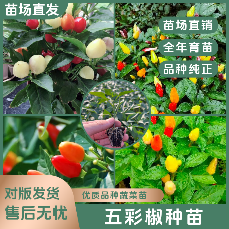 【五彩七椒苗】多辣观赏可