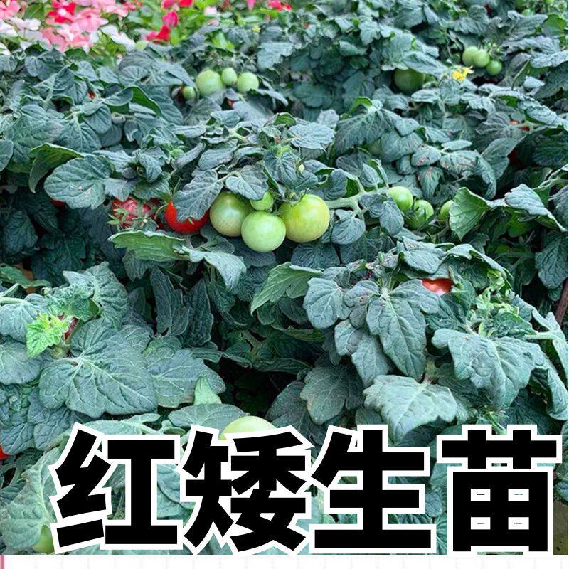 红矮生番茄秧苗小番茄四季种植
