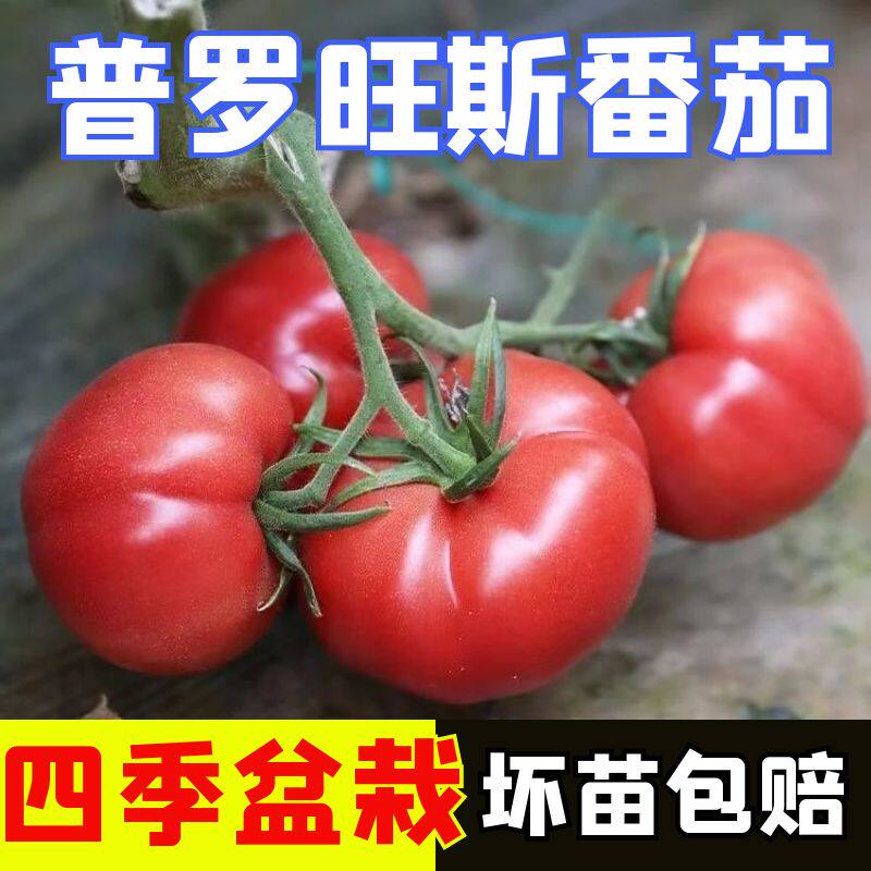 普罗旺斯番茄苗进口水果带