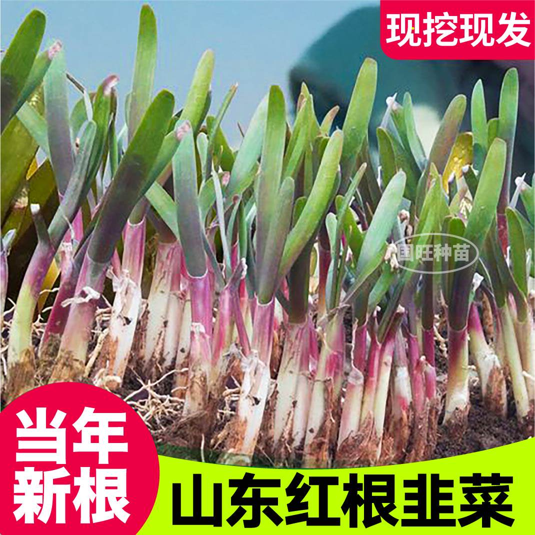 当年新根山东红韭菜四季现