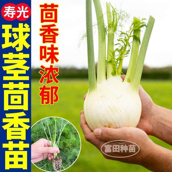 爆款结球茴香苗秧割茬种子