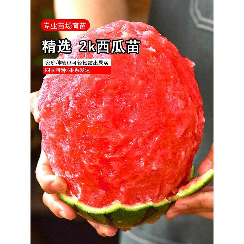 2K小西瓜苗子薄皮少籽红盆