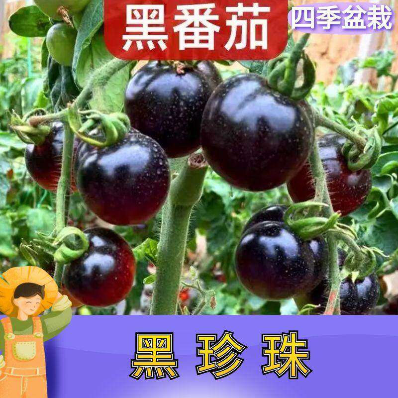 糖水炸弹黑珍珠番茄苗秧种