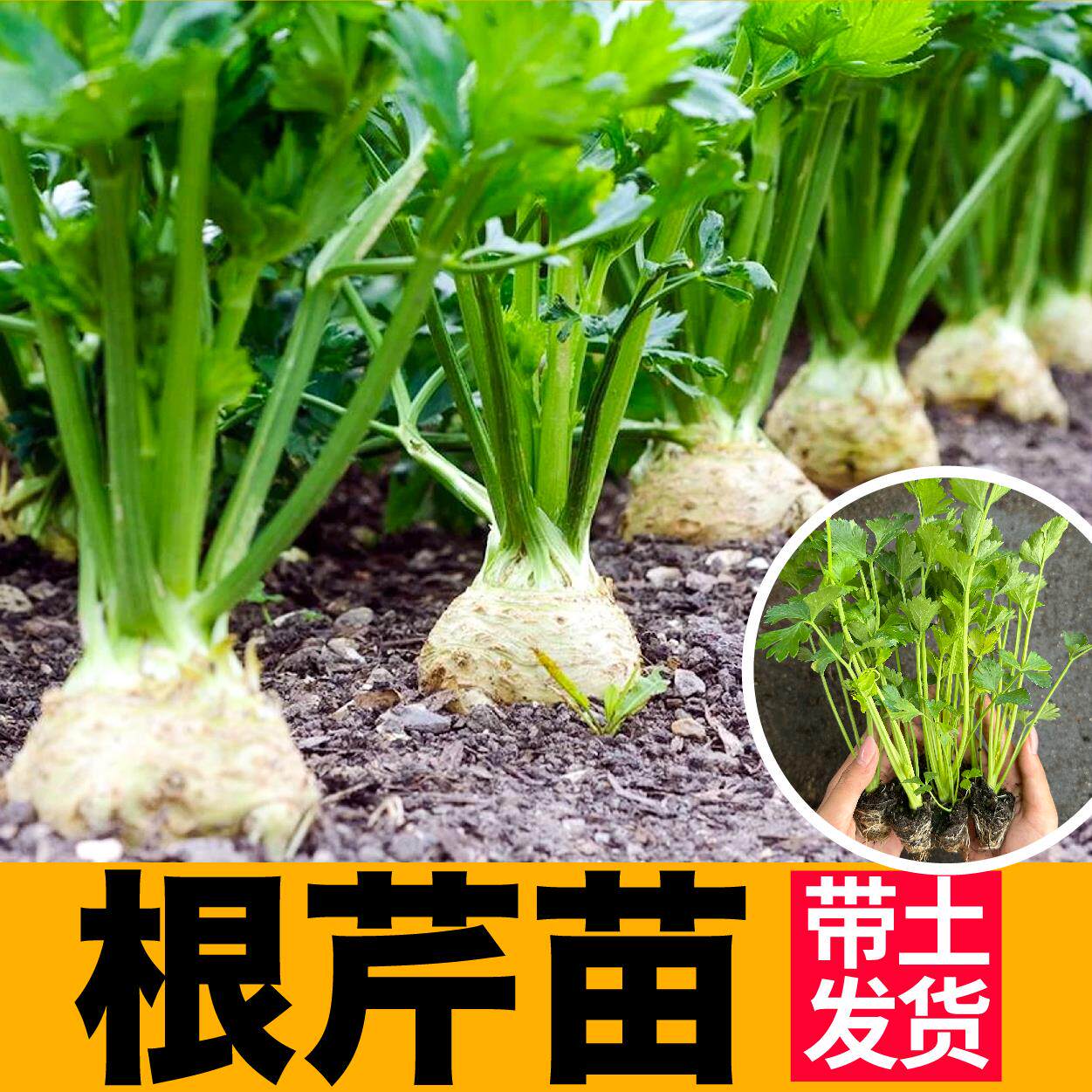 寿光根芹苗秧带土球洋种子