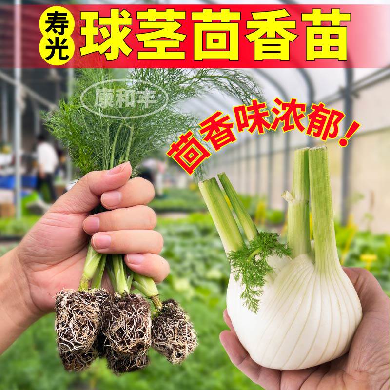 寿光四季球茎茴香苗秧幼割