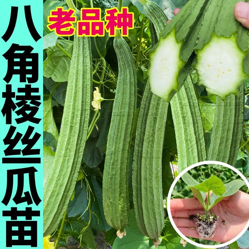 寿光八角棱丝瓜秧苗带土球