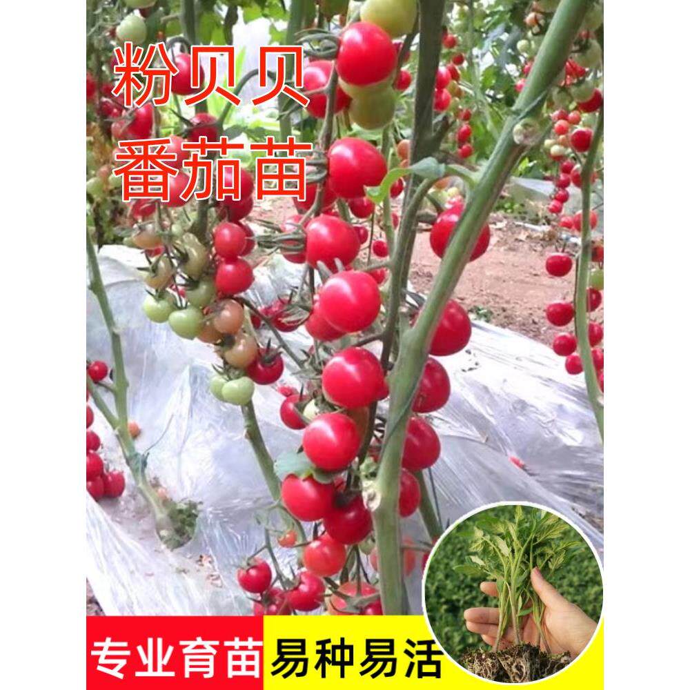 粉贝小番茄苗秧子红千禧圣