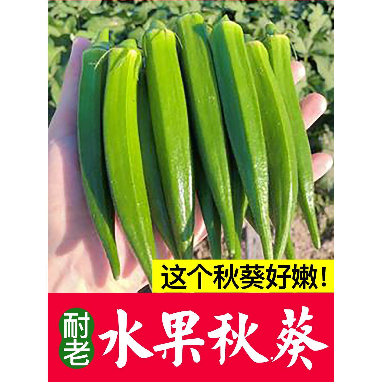水果秋葵红黄咖啡幼秧苗越