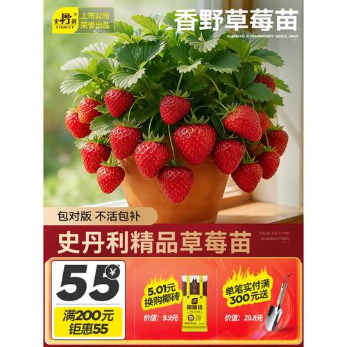 史丹利香野草莓苗盆栽优质
