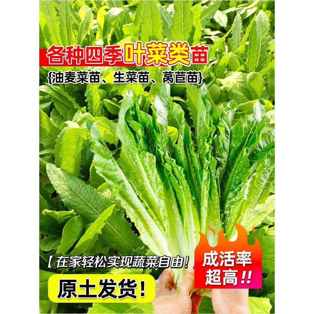 油麦菜苗秧苗麦香味油麦菜广东小叶圆叶香甜生菜苗水培秋冬蔬菜苗