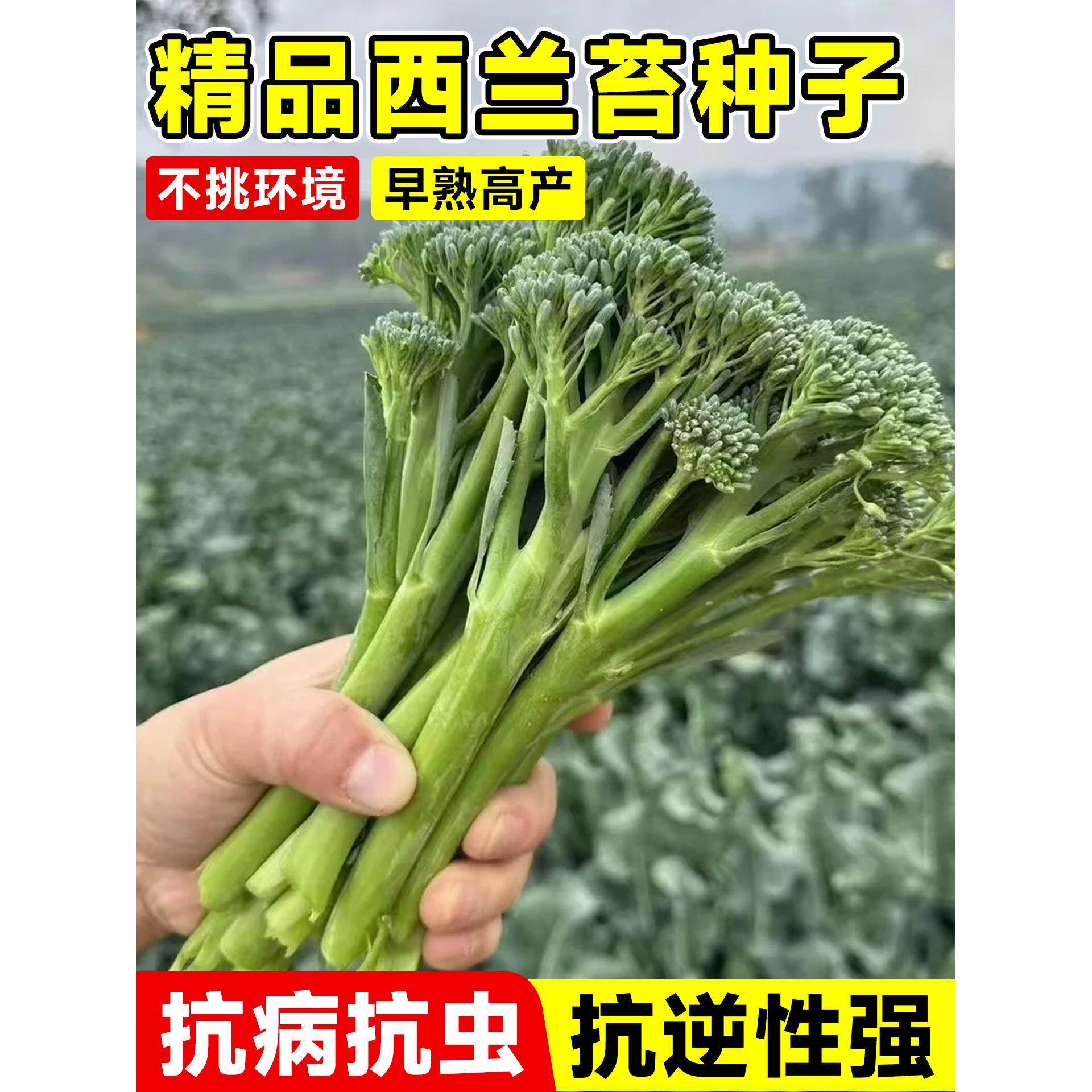 西兰苔菜种子洋芥籽蓝四季