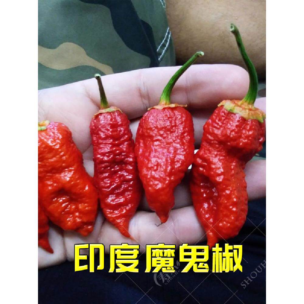 印度魔鬼椒辣椒苗秧龙息特辣四季海南黄灯笼蔬菜种籽孑籽种秧苗特 - 实物图