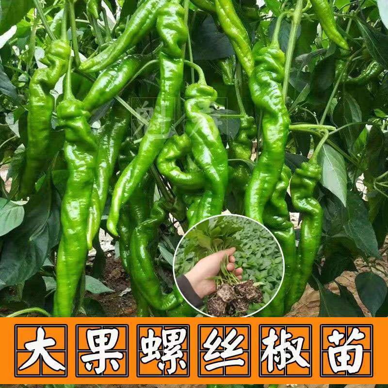 特大螺丝椒苗巨型陇种子