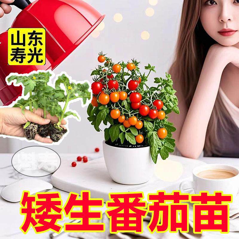 寿光盆栽矮生番茄苗秧小西