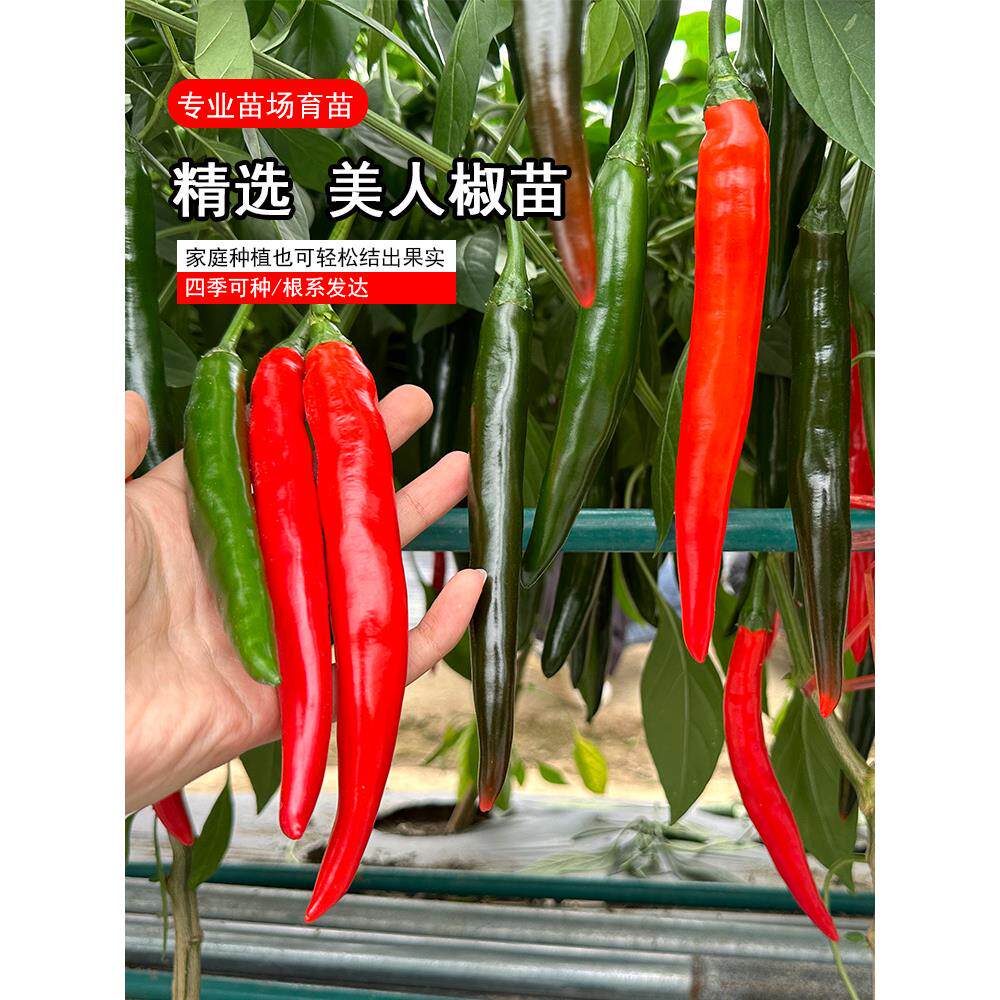 寿光香辣美人椒苗秧带士球