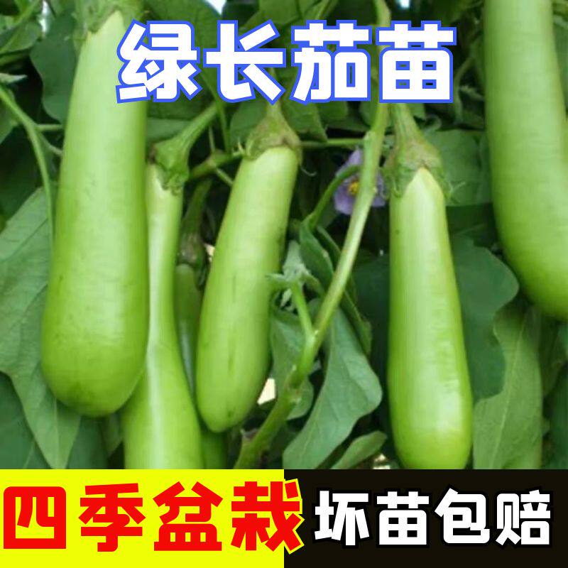 高产绿茄子秧苗四季高产正宗