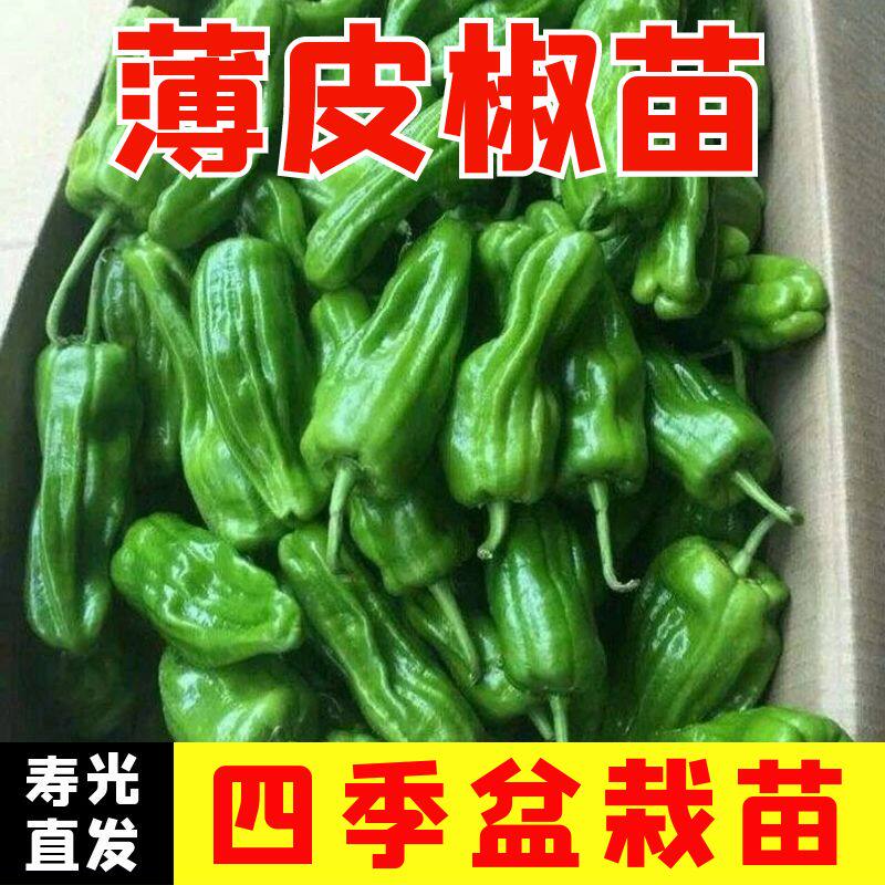 薄皮椒秧苗薄皮椒苗四季盆栽阳台