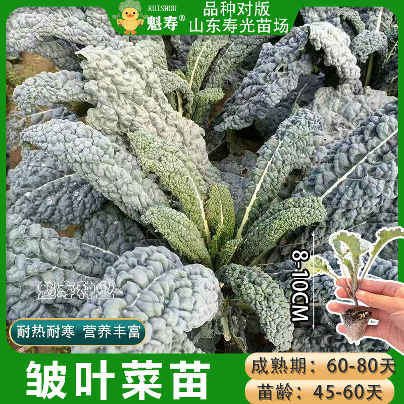 皱叶菜苗懒人蔬黑宝石羽衣