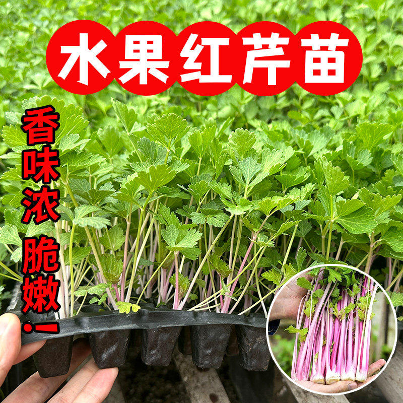 寿光高铁红香芹苗秧带土球