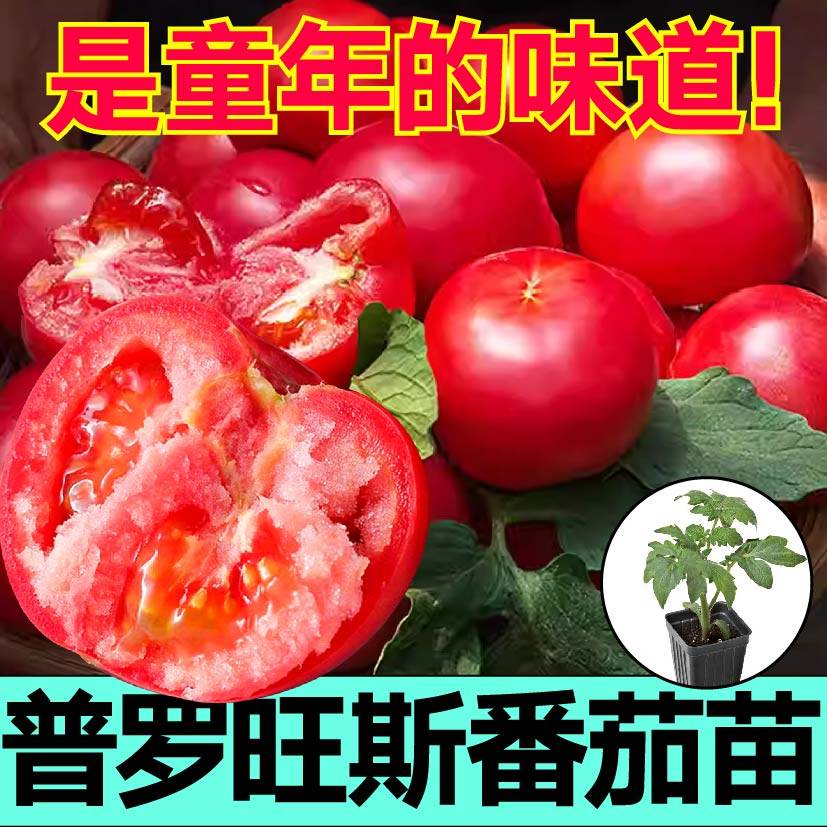 爆甜沙瓤普罗旺斯番茄苗秧
