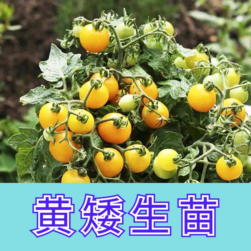 正宗黄矮生苗子盆栽四季苗