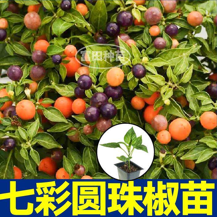 寿光观赏食用七彩圆珠椒苗