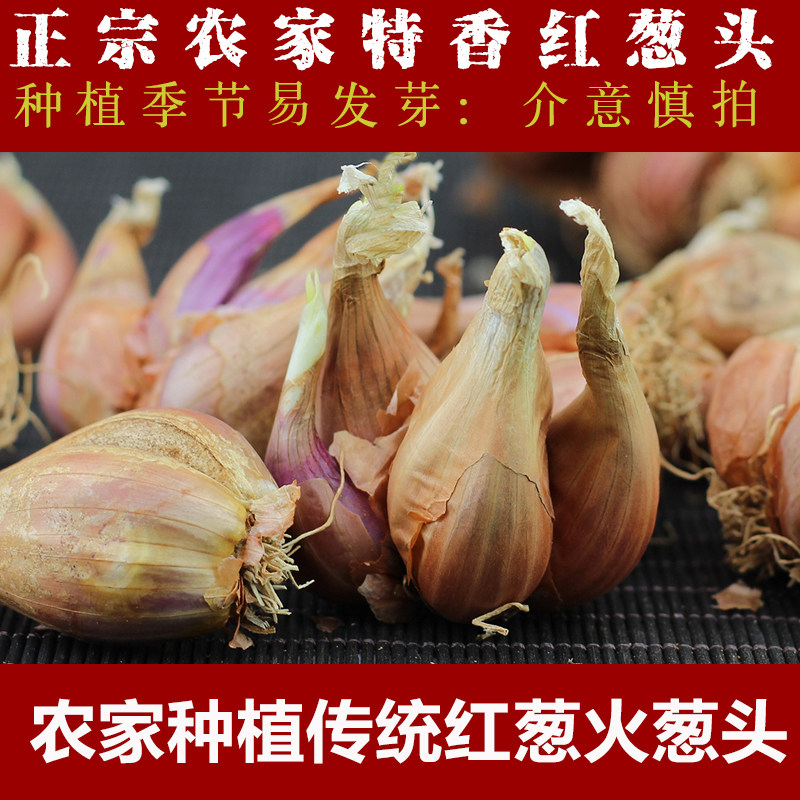广东新鲜红葱头小香种子干