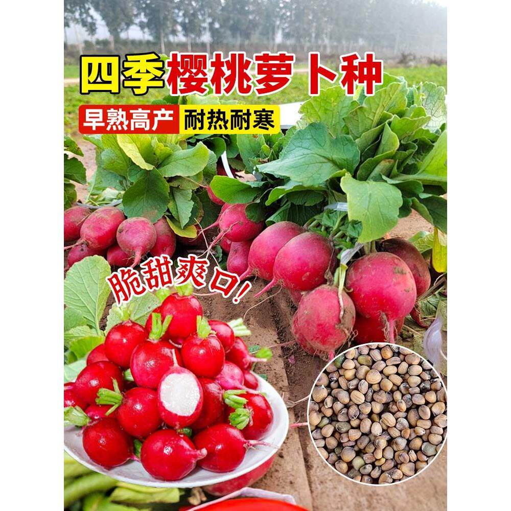 樱桃小萝卜种子籽水果罗高