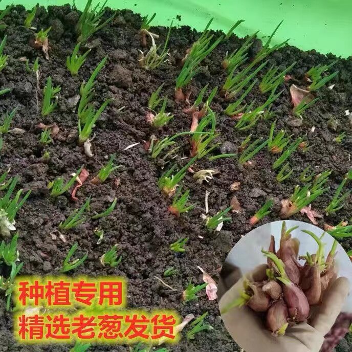 四季小葱套筒苗香黄头种植