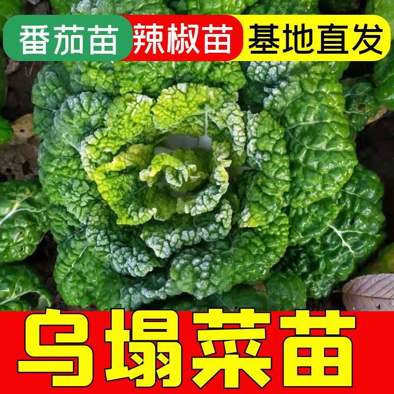 乌塔菜秧苗菊花菜苗子四季盆栽