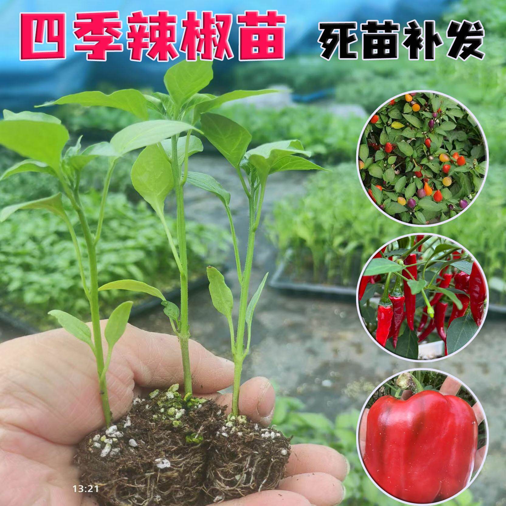 薄皮辣椒苗种子秧皱朝天菜